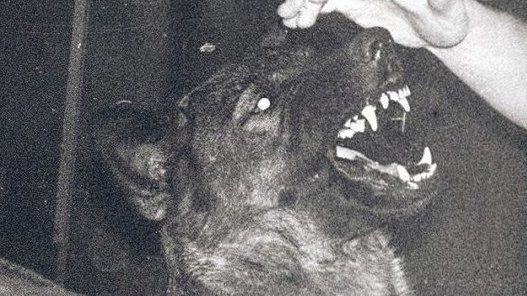 Photo en noir et blanc d'un chien qui montre les crocs. Quelqu'un essaie de le caresser.